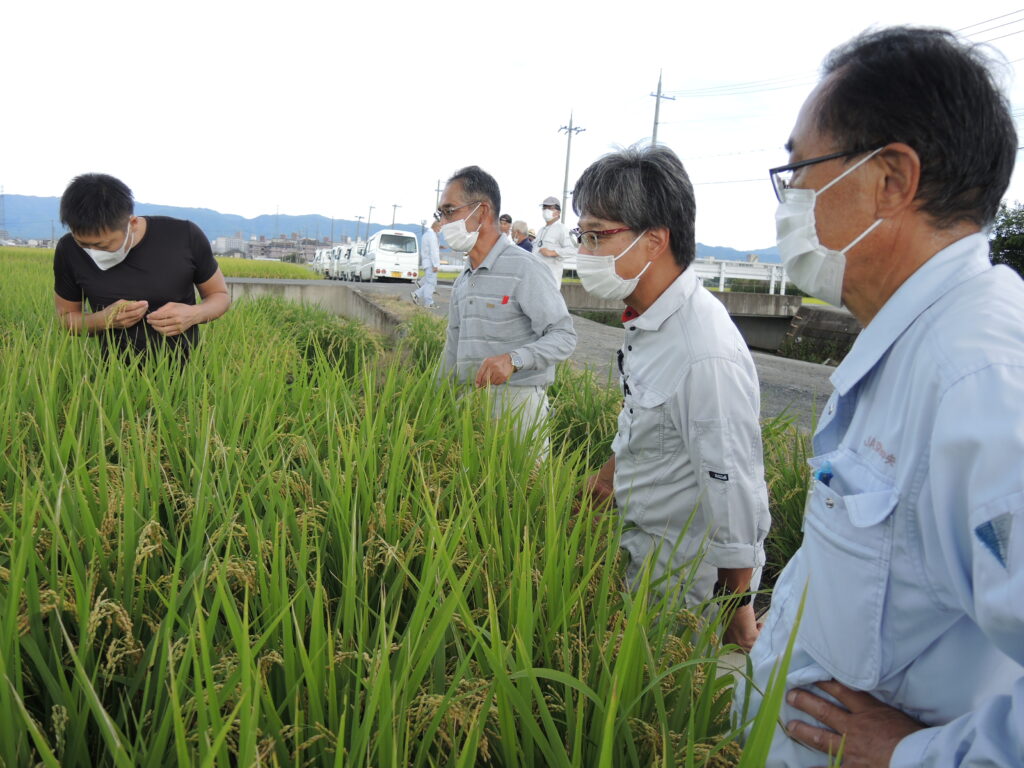 水稲適期刈取現地検討会と採種圃場２次審査会が開かれました